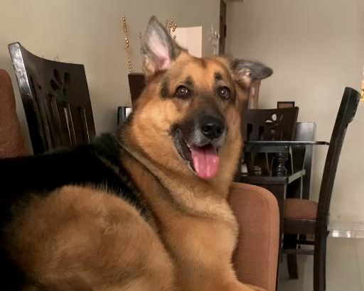 Meet Noah (Our CEO)